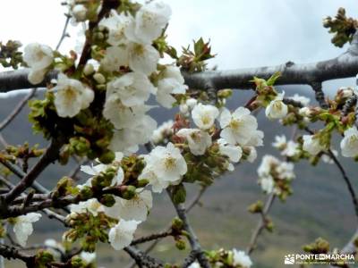 Cerezos en flor; Valle del Jerte; rutas de senderismo en guadalajara equipamiento de montaña puente